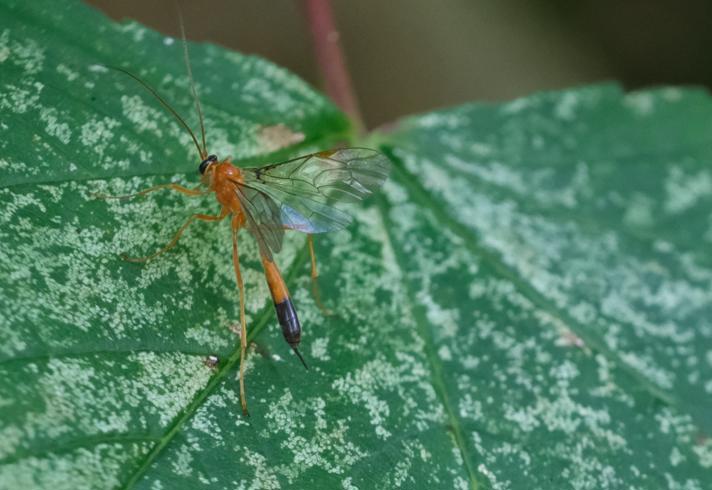 Netelia melanura