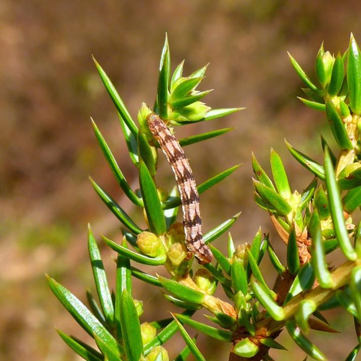 Augustdværgmåler (Eupithecia pusillata)