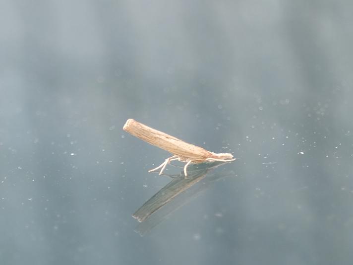 Pediasia contaminella