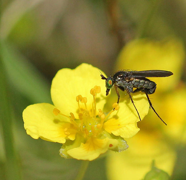 Hercostomus nigripennis