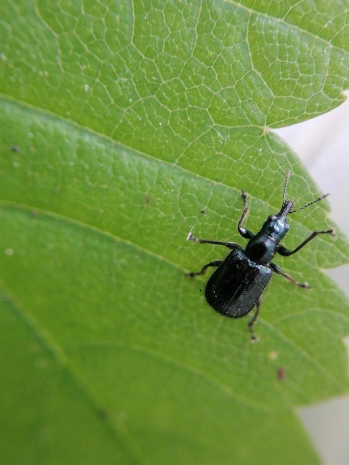 Lasiorhynchites comatus