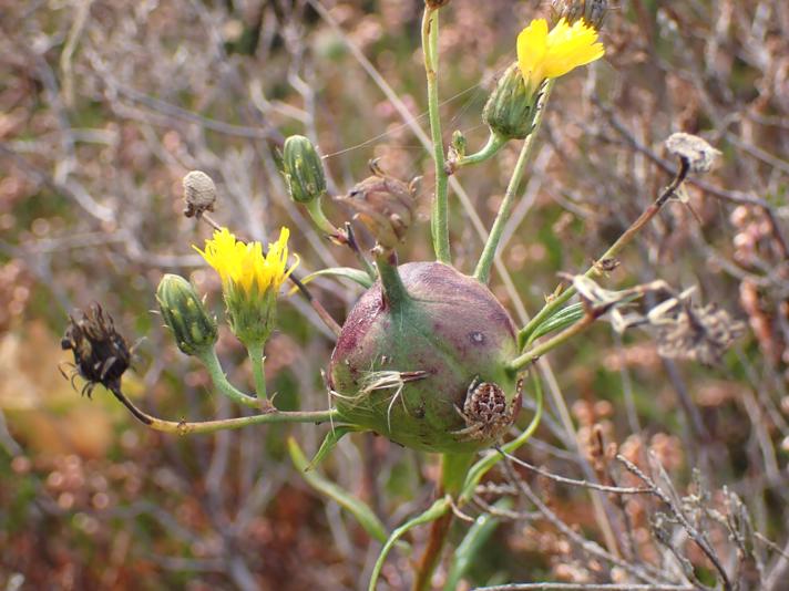 Aulacidea hieracii