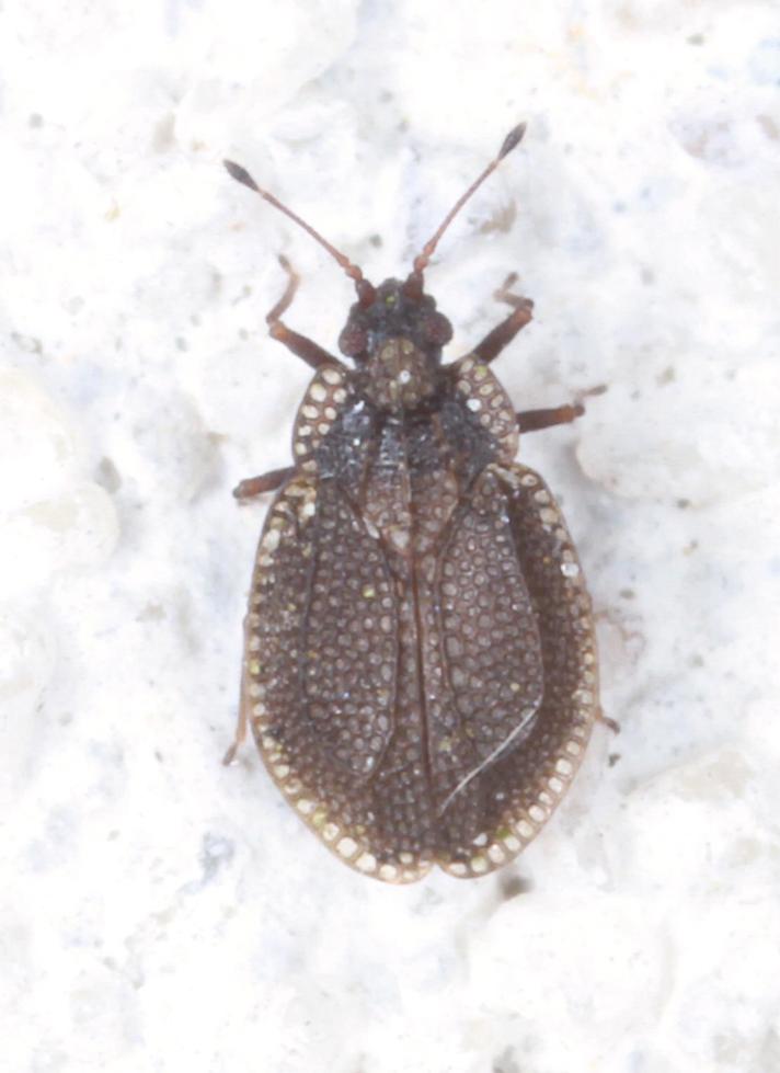 Acalypta parvula