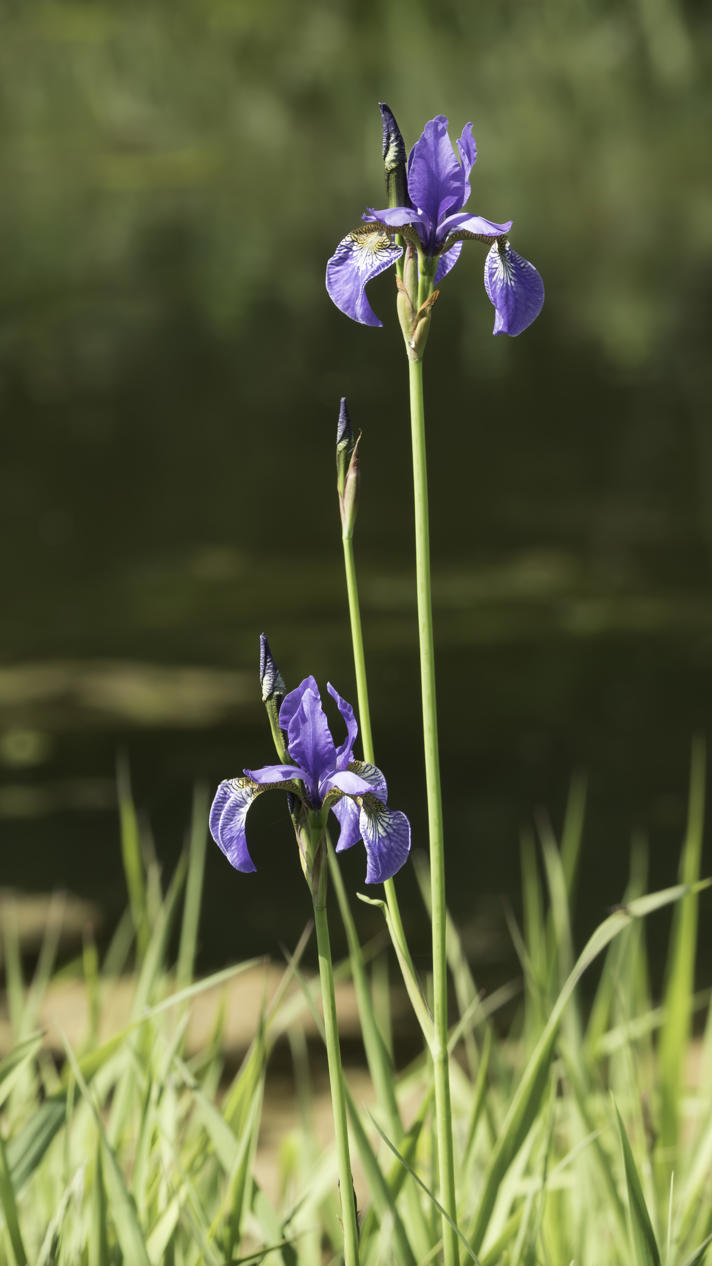 Sibirisk Iris