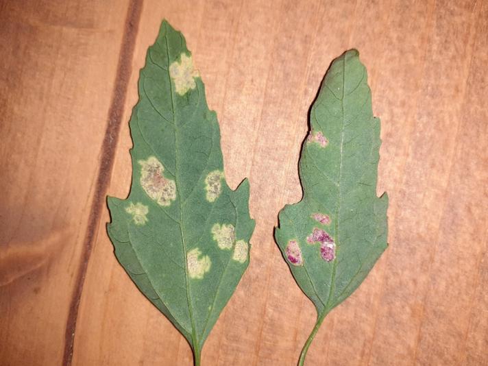 Peronospora farinosa
