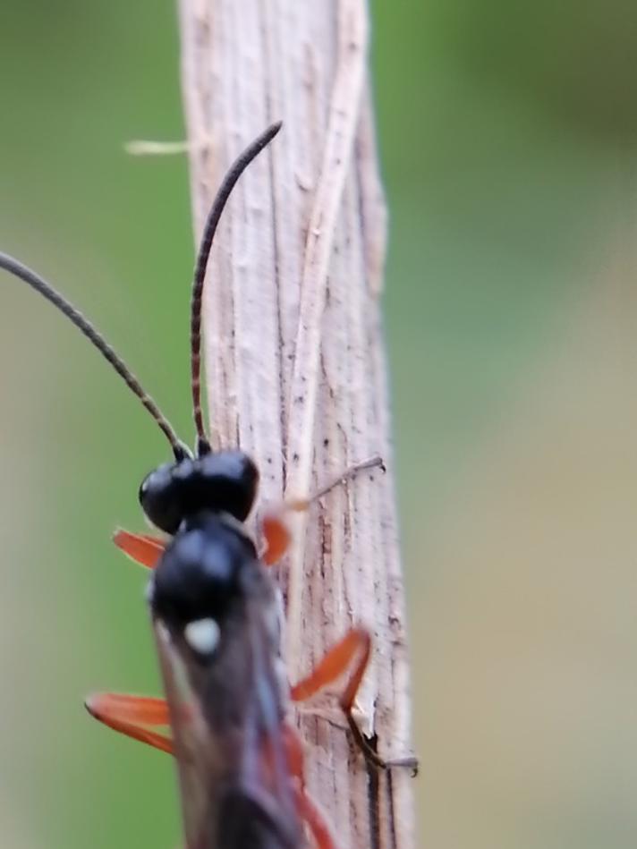 Apsilops cinctorius