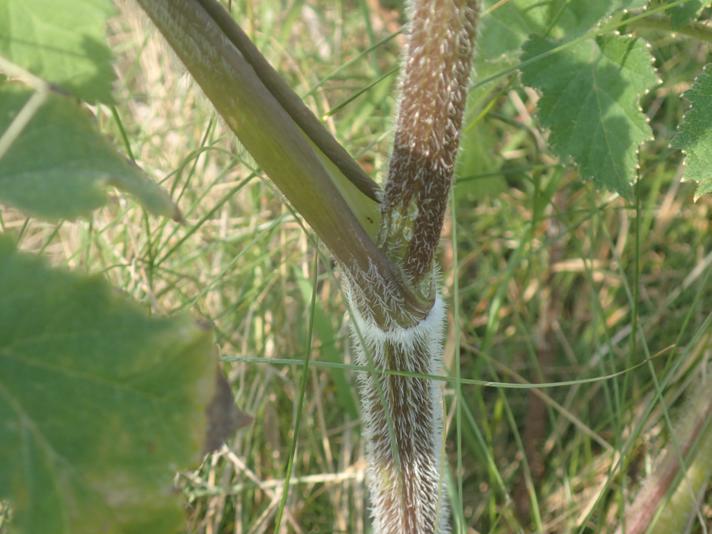 Almindelig Bjørneklo (Heracleum sphondylium ssp. sphondylium)