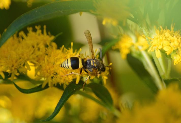 Ancistrocerus gazella