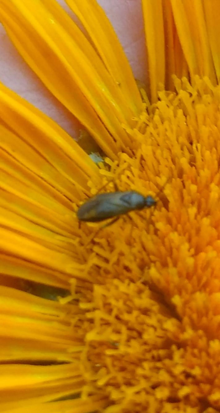 Korthåret Blomstertæge (Calocoris affinis)