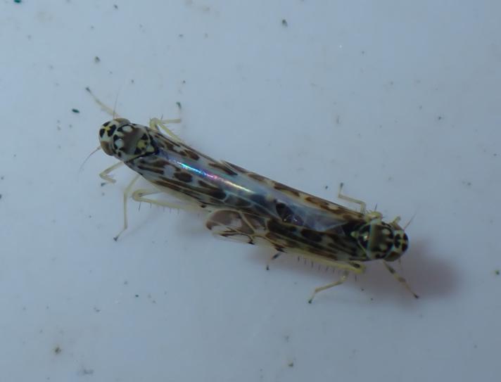 Eupteryx stachydearum