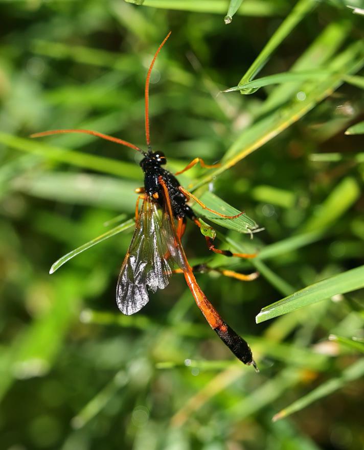 Therion circumflexum