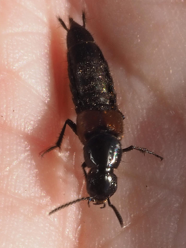 Philonthus nitidus