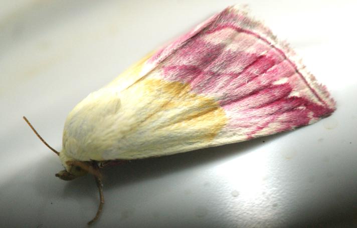 Eublemma purpurina