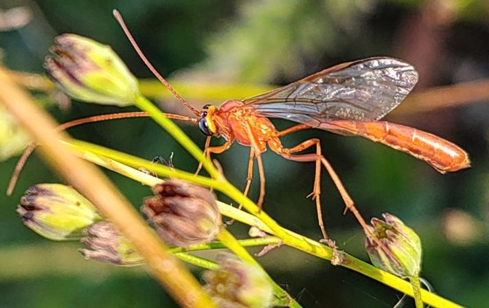 Enicospilus sp.