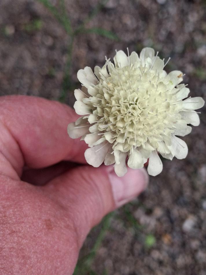 Scabiosa ochroleuca