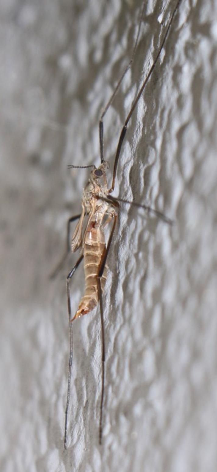 Tipula pagana