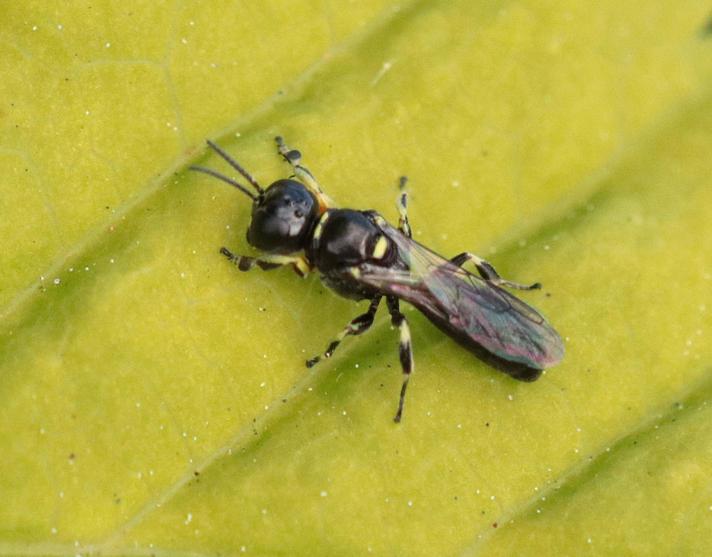 Crossocerus tarsatus