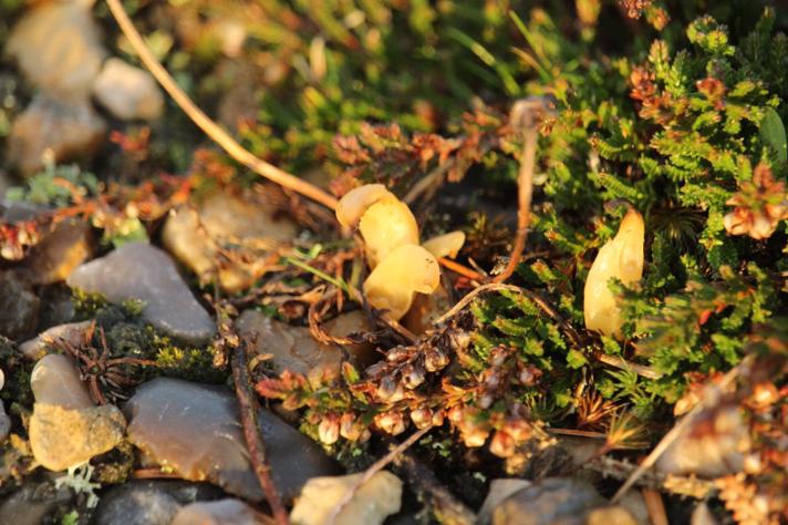 Lerfarvet Køllesvamp (Clavaria argillacea)