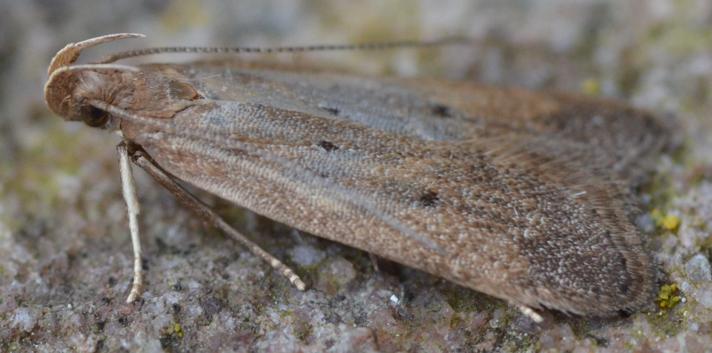 Helcystogramma lutatella