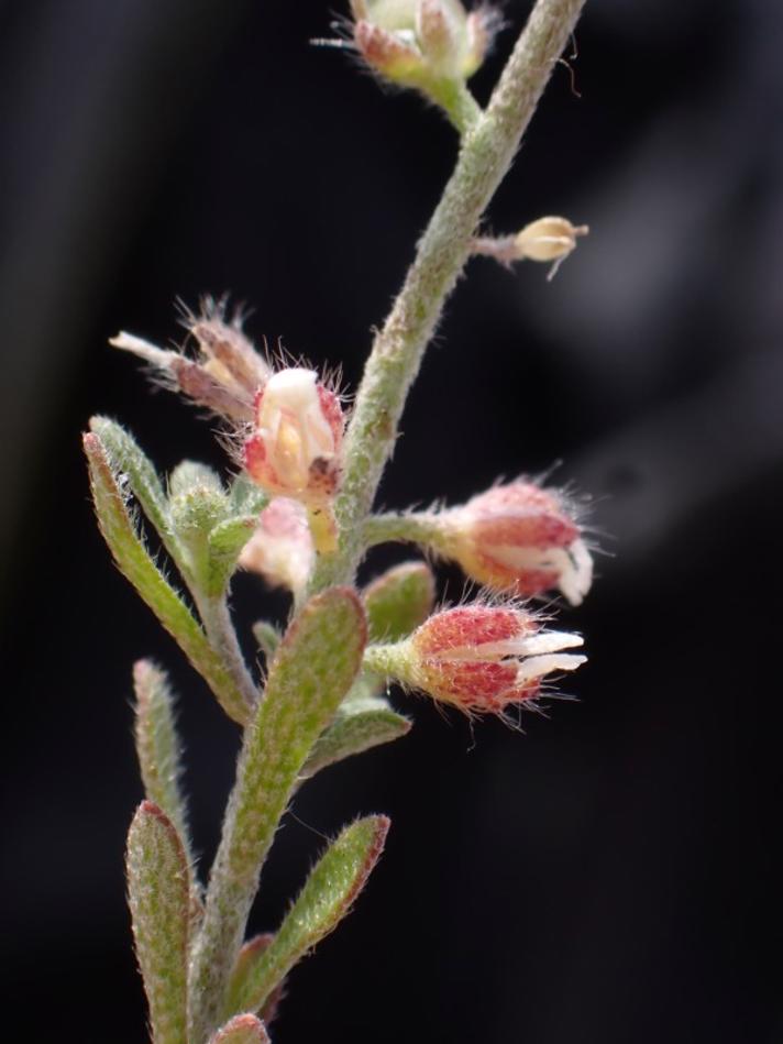 Grådodder (Alyssum alyssoides)