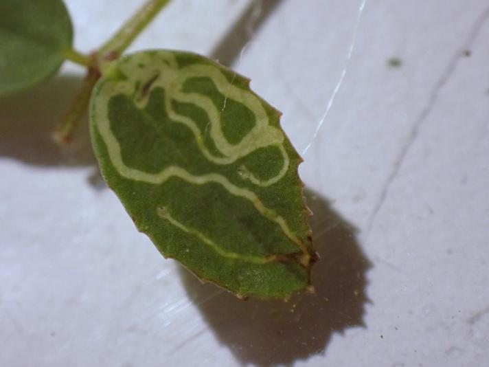 Liriomyza cicerina (Liriomyza cicerina)