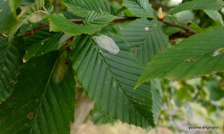 Phyllonorycter esperella