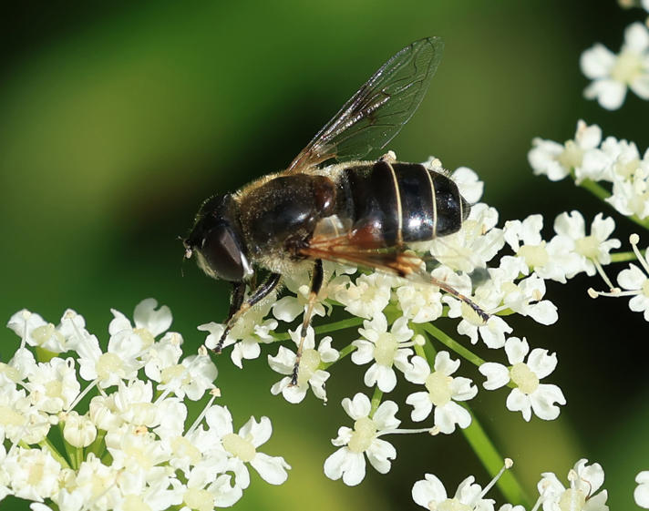 Tidlig Dyndflue