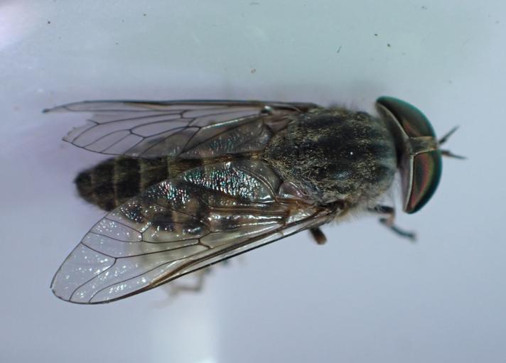 Tabanus bromius