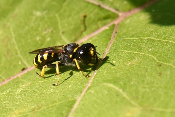 Ectemnius cephalotes