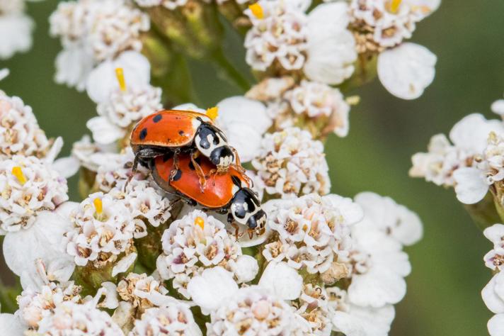 Fotograf: Renie Steensborg Biledgaard