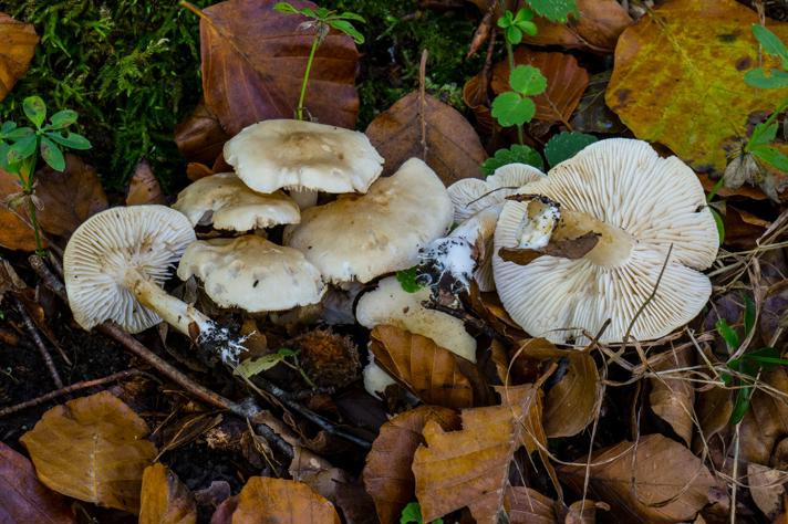 Tricholoma album