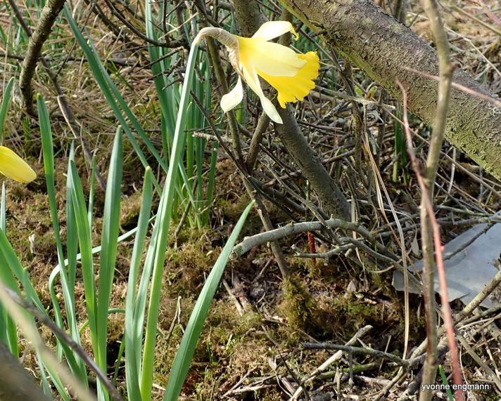 Ægte Påskelilje (Narcissus pseudonarcissus)