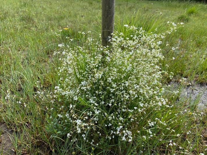 Kær-Snerre (Galium palustre ssp. palustre)