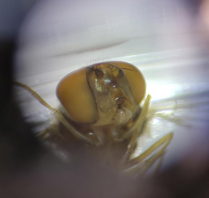 Trapez-Svirreflue (Meliscaeva auricollis)
