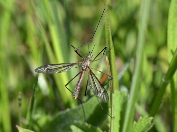 Tipula vernalis