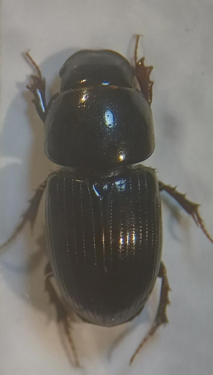 Aphodius granarius