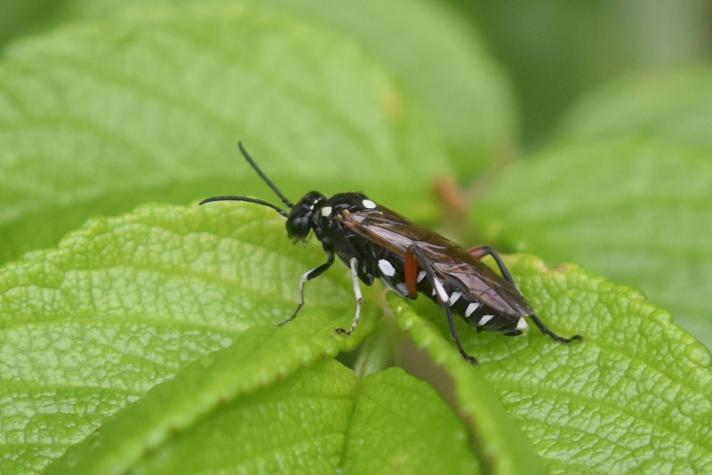 Macrophya punctumalbum