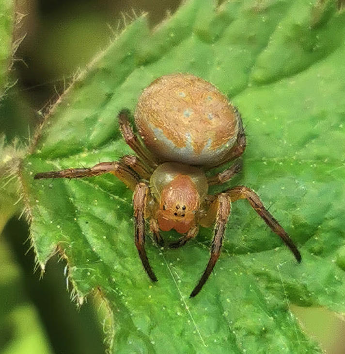 Araniella inconspicua