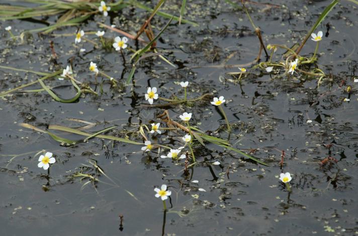 Vandranunkel sp.