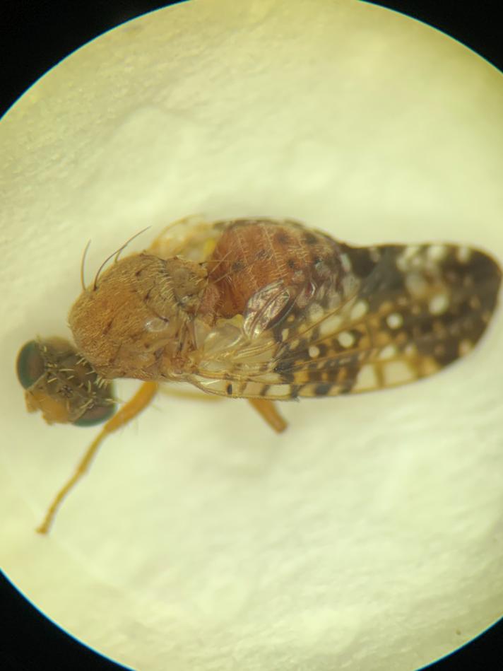 Acinia corniculata