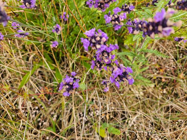 Ægte Lavendel