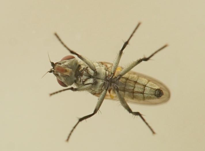 Leucophora cinerea