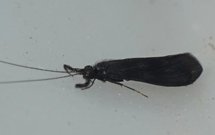 Mystacides nigra