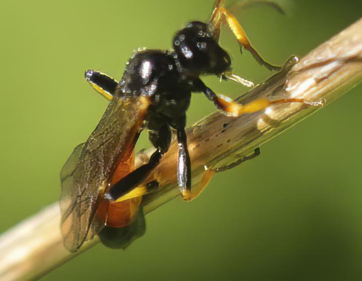 Cosmoconus sp.