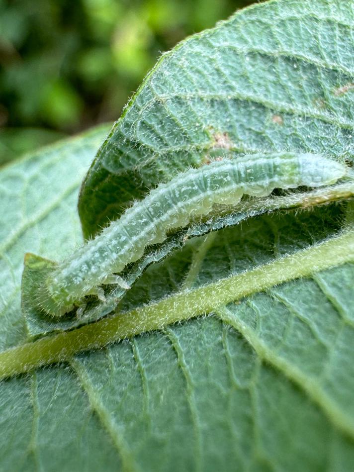 Euura stenogaster