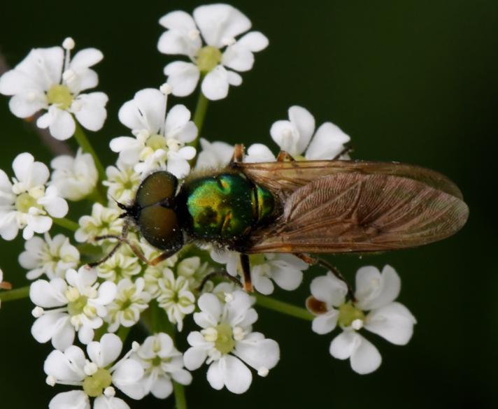 Grøn Våbenflue (Chloromyia formosa)