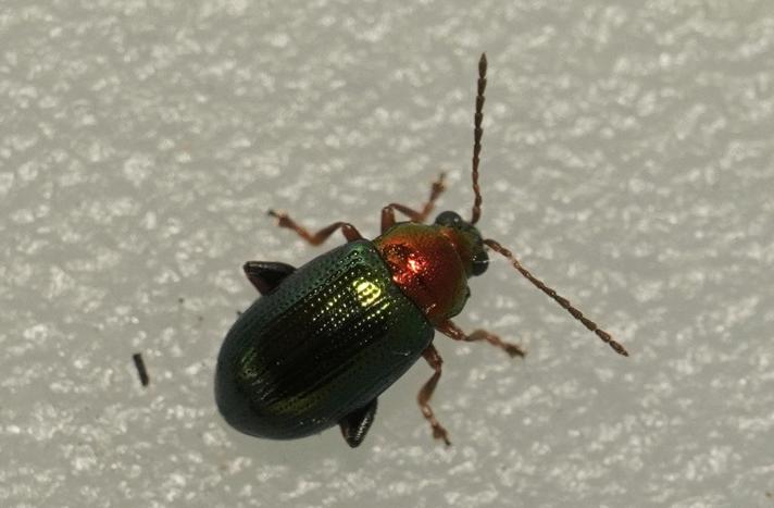 Crepidodera aurata