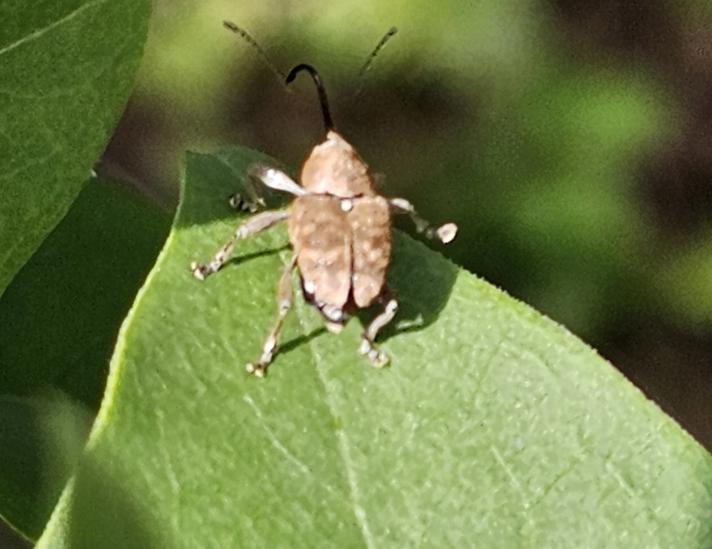 Curculio sp.