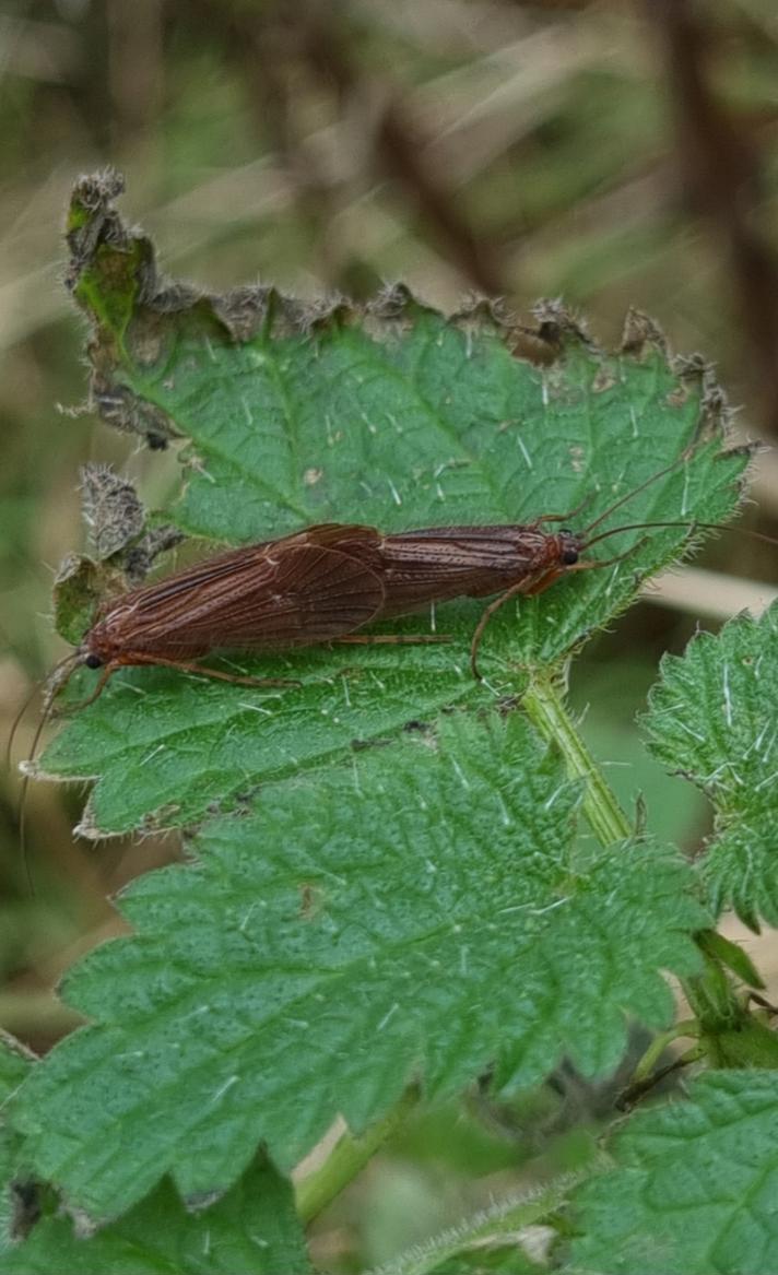 Annitella obscurata