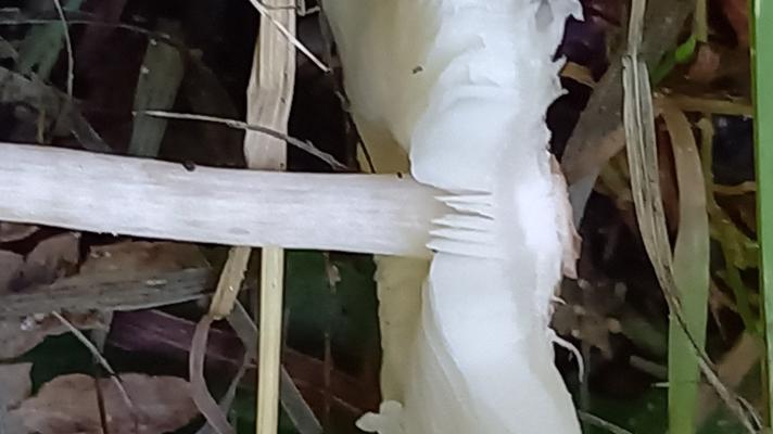 Stinkende Parasolhat (Lepiota cristata)